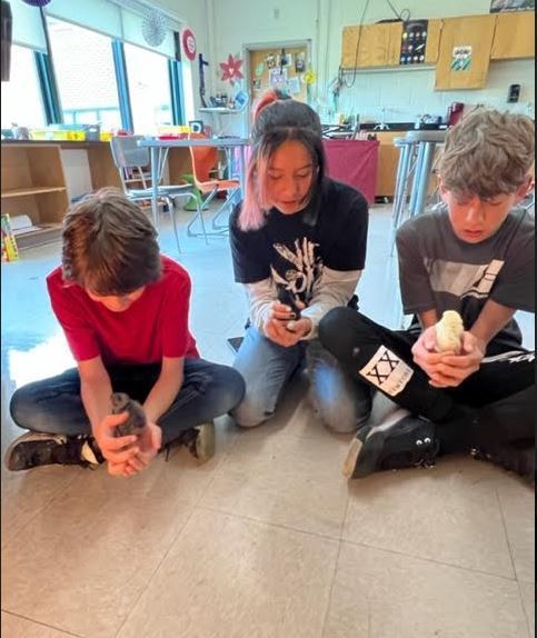 Baby chicks